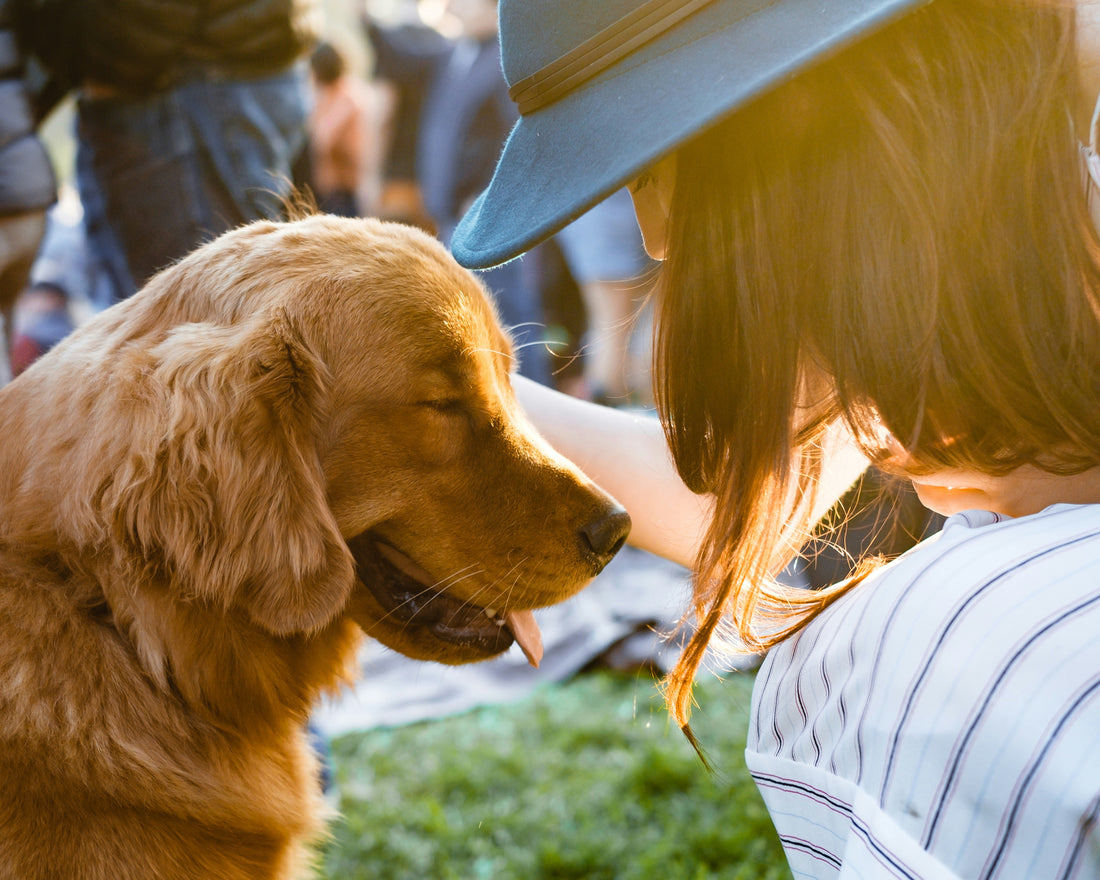 How Big Dog Owners Can Choose the Right Poop Bags?